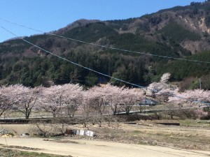 sakura_2015